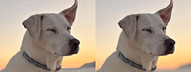 Acabo de descubrir que el iPhone puede convertir en retratos fotos que no lo son. Así se hace 