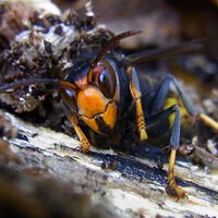 Hemos llenado Europa de trampas para combatir la terrible avispa asiática. Ha sido mala idea 