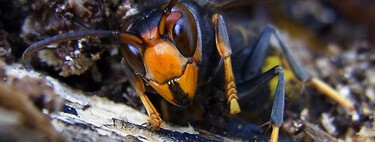 We have filled Europe with traps to combat the terrible Asian wasp. It was a bad idea