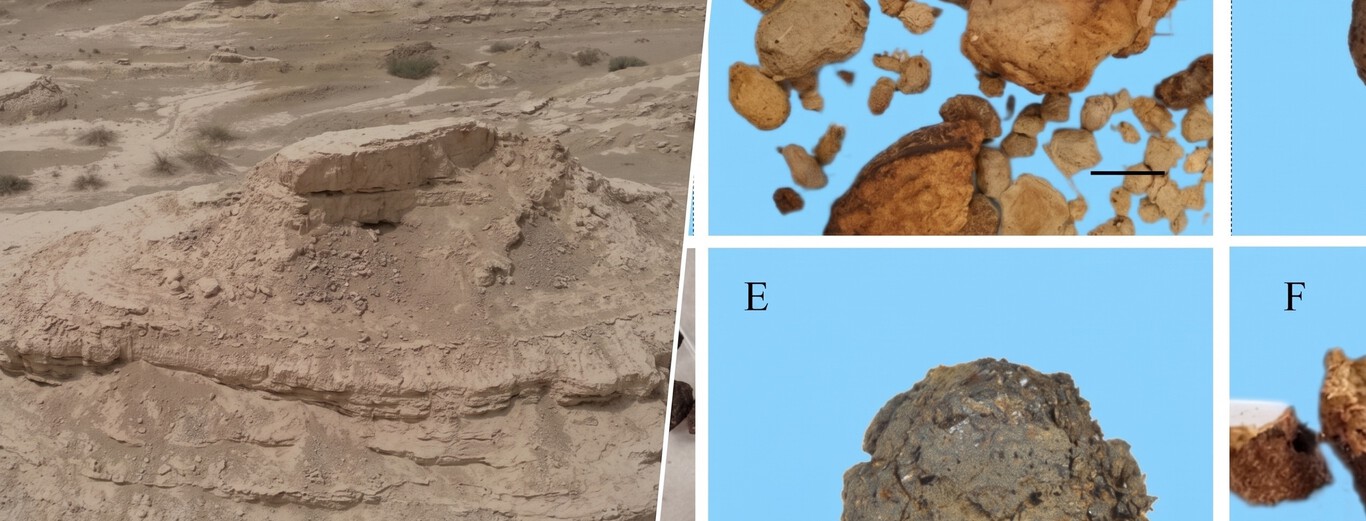 Hemos encontrado un excremento fosilizado y ahora sabemos que en el desierto más árido de Asia hace 4.000 años había un bosque