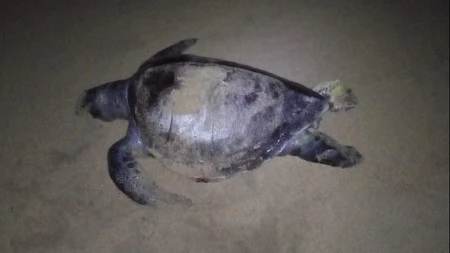 En las costas de Guerrero, México han aparecido 16 tortugas muertas, las autoridades ya investigan qué sucede