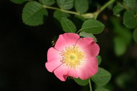 Rosa Mosqueta: la flor que tiene mejor fama