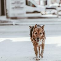 CDMX tiene un gravísimo problema con los perros callejeros. Y no parece que vaya a mejorar