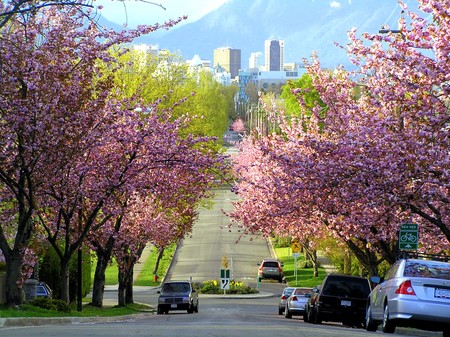 Vancouver cerezos