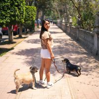 Pasear perritos para pagar tu multa de tránsito: así funciona la nueva opción para la Ciudad de México