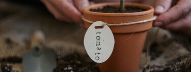 Un jardinero experto nos cuenta la mejor forma de podar el tomate para que den el máximo de frutos