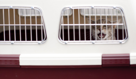 Un gato dentro de un transportín