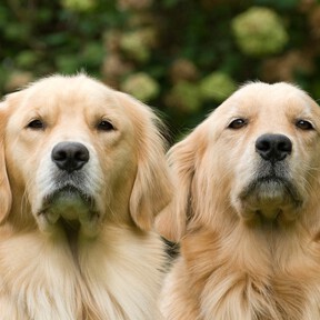 Un estudio genético en golden retrievers detecta genes ligados a emociones también en humanos