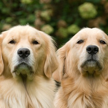 Un estudio genético en golden retrievers detecta genes ligados a emociones también en humanos