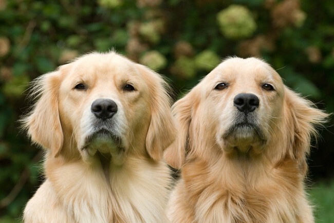 Golden Retrievers