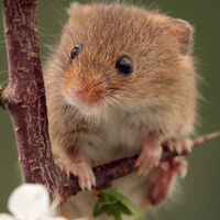 La clave para hacer que la piel sea invisible estaba en el lugar más insospechado, se llama tartracina y es un colorante alimenticio 