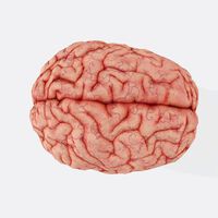 Si tienes 500 euros, ya puedes alquilar un cerebro para tus investigaciones, pero el problema está en que las posibilidades son espeluznantes
