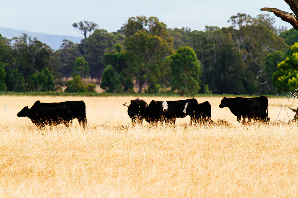
En 1788 los ingleses llevaron cinco vacas a Australia. Sin saberlo, activaron una 