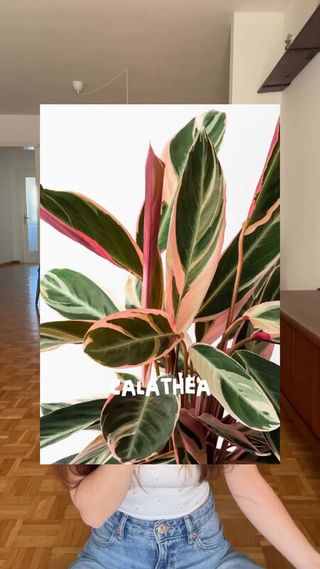 plantas