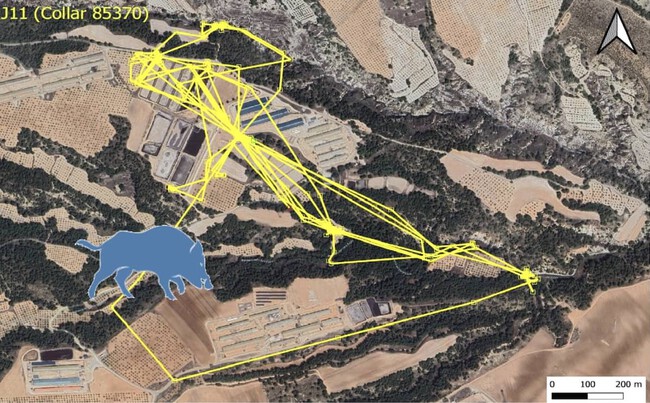 Movimientos Jabali Gps Explotacion Porcina