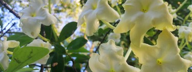 Si quieres que tu casa huela bien,  esta planta de primavera es el ambientador natural más potente que existe