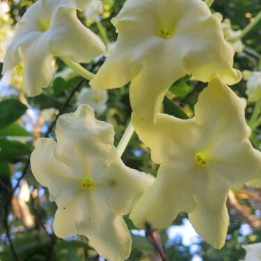 Dama de noche o galán de noche: la planta que perfuma tu casa en primavera y florece al caer el sol