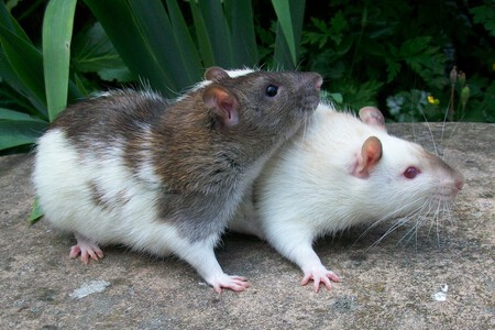 Ratones 03