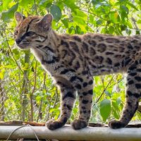 Biólogos descobrem uma nova espécie de gato pela primeira vez em 100 anos 
