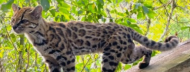 Biólogos descobrem uma nova espécie de gato pela primeira vez em 100 anos 
