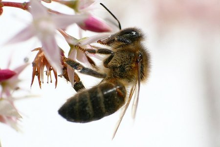 S.O.S Abejas
