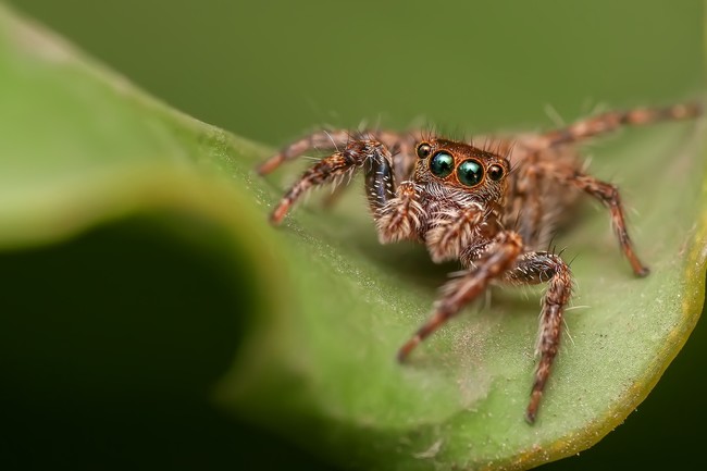 Jumping Spider 1153974 1920
