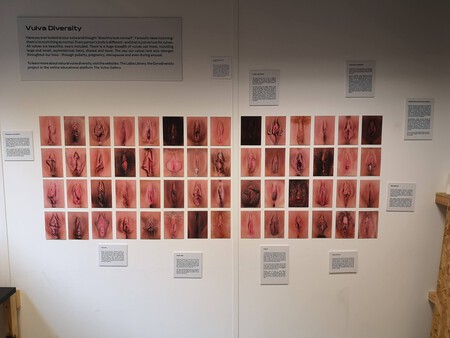 Vulva Diversity Display In The Permanent Exhibition At The Vagina Museum At Its Victoria Park Square Location