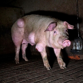 Así es la "granja de los horrores" denunciada en Teruel: cerdos enfermos y hacinados que también son un riesgo sanitario