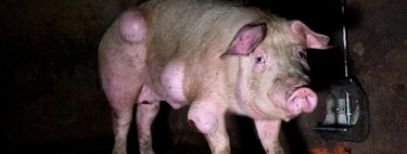 Así es la "granja de los horrores" denunciada en Teruel: cerdos enfermos y hacinados que también son un riesgo sanitario