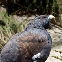 Na Espanha, apenas 1 de 30 aves ameaçadas de extinção sobrevive no habitat natural após criação em cativeiro 