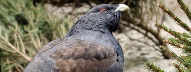 Na Espanha, apenas 1 de 30 aves ameaçadas de extinção sobrevive no habitat natural após criação em cativeiro 