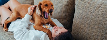 Así se distingue a un perro que ladra porque está frustrado 
