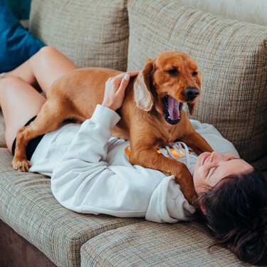 Así se distingue a un perro que ladra porque está frustrado 