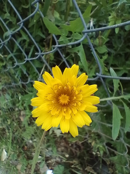 Modo Macro Realme C35