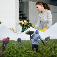 La Seguridad Social ya ha perdido 139.000 trabajadores agrarios y 67.000 del hogar desde 2018, tras las subidas del SMI 