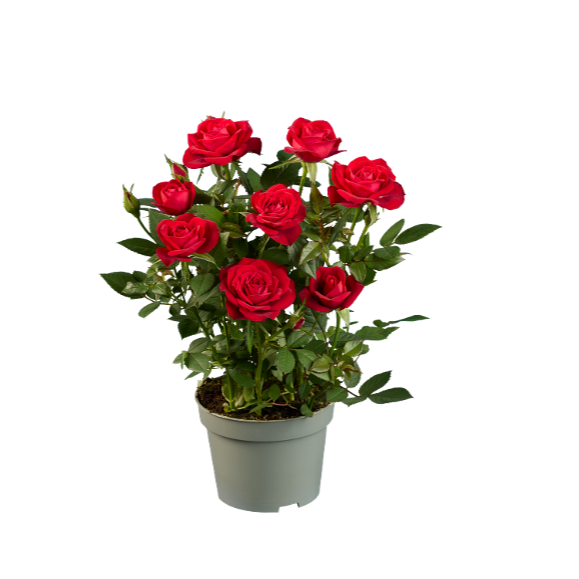 Rosal
