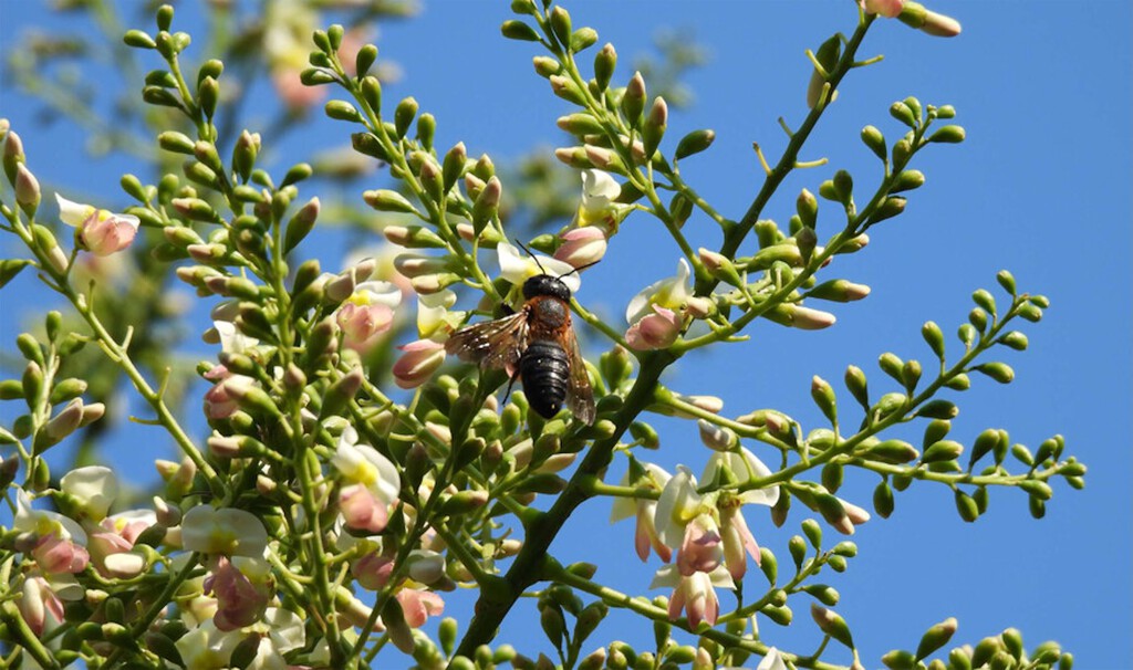 Malditos jardines modernos: el árbol exótico ornamental que está ayudando a expandirse a la primera abeja invasora de Europa
