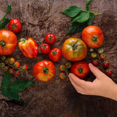El mejor tomate de España es de Zaragoza mientras que pagan 18.000 euros por una caja de tomates de Málaga