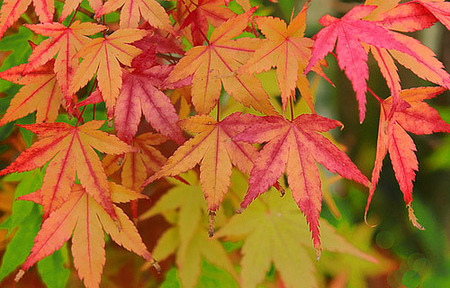 Sácale los colores al otoño