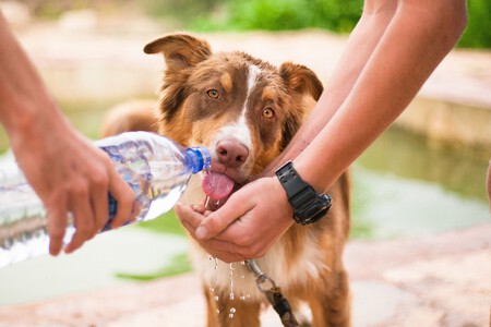 Ley De Proteccion Animal Curso Propietarios