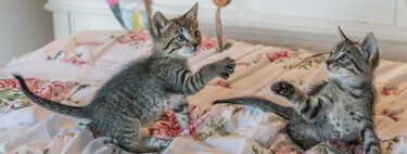 Cajas y cañas de pescar, sí, manos y ovillos, no: los juguetes que divierten a los gatos sin perjudicarles 