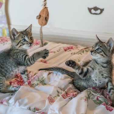 Cajas y cañas de pescar, sí, manos y ovillos, no: los juguetes que divierten a los gatos sin perjudicarles 