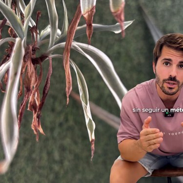 Álvaro Pedrera, experto en jardinería: "Si las hojas de tus plantas tienen las puntas marrones y secas, no es problema de riego" 