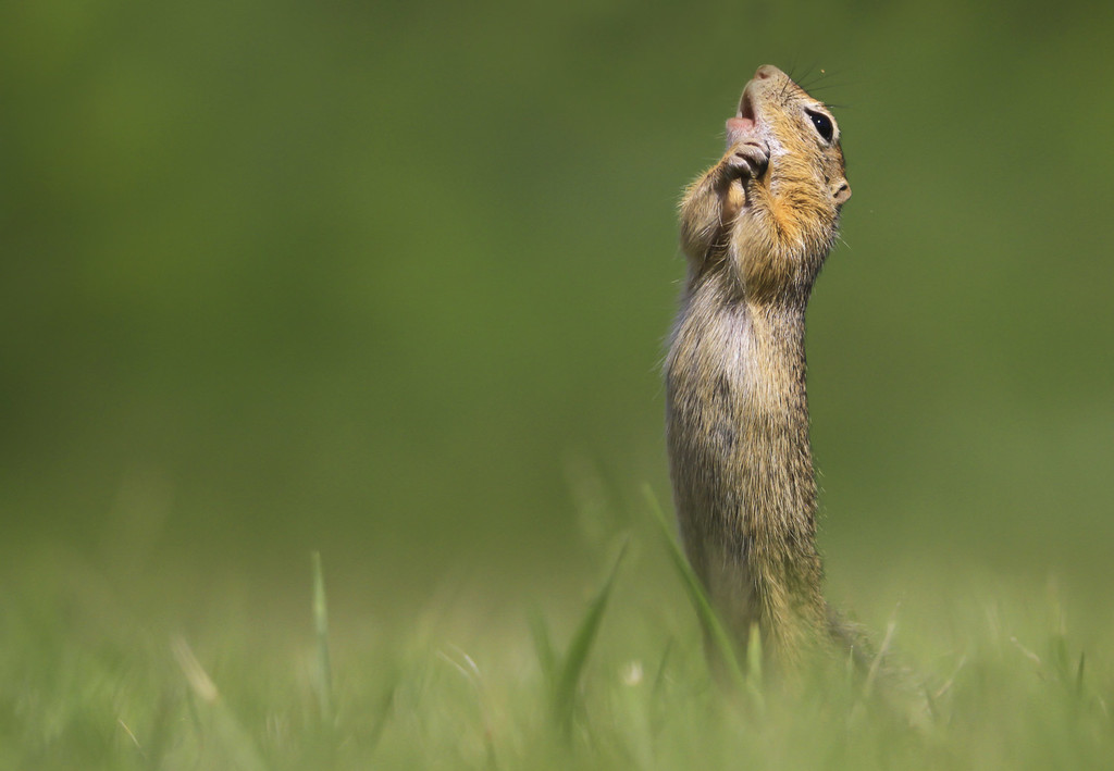 ¿Tienes un mal día? Prueba con las divertidísimas finalistas de los Comedy Wildlife Photography Awards