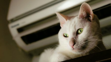 Gato Y Aire Acondicionado