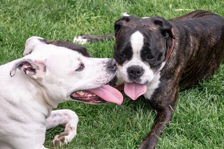 Dogs G3daab54e7 1280