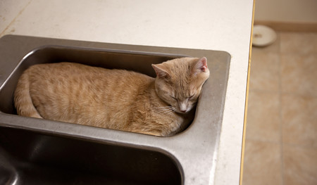 Respondiendo a la pregunta que me hizo ganar el Premio Ig Nobel: ¿son los gatos líquidos?