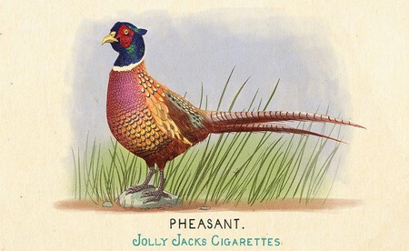 Fauna De Norteamerica 9