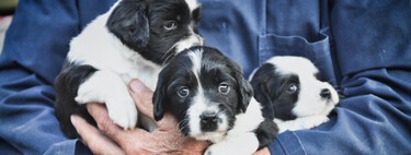 Qué pasa si quiero tener un cachorro sin venderlo con la nueva Ley de Bienestar Animal 