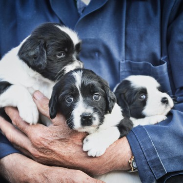 Qué pasa si quiero tener un cachorro sin venderlo con la nueva Ley de Bienestar Animal 